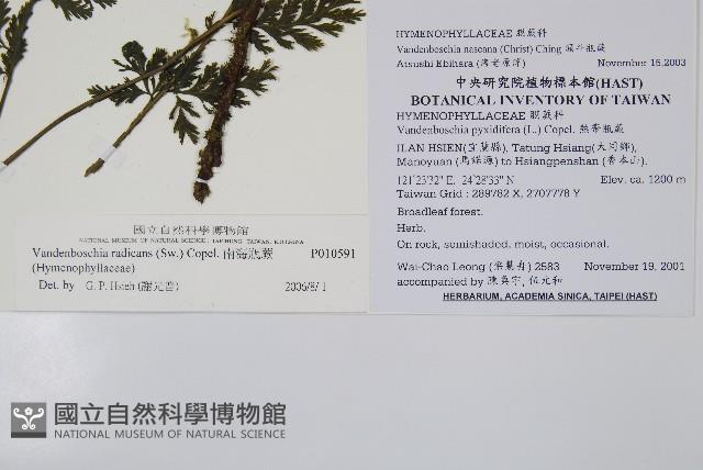 南海瓶蕨藏品圖，第2張