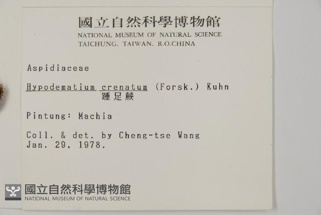 腫足蕨藏品圖，第2張