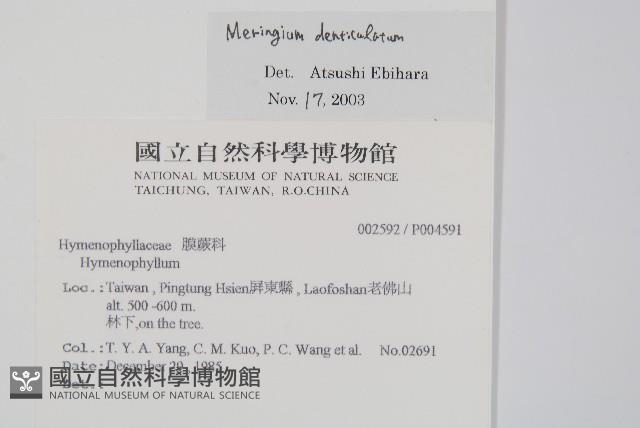 厚壁蕨藏品圖，第2張