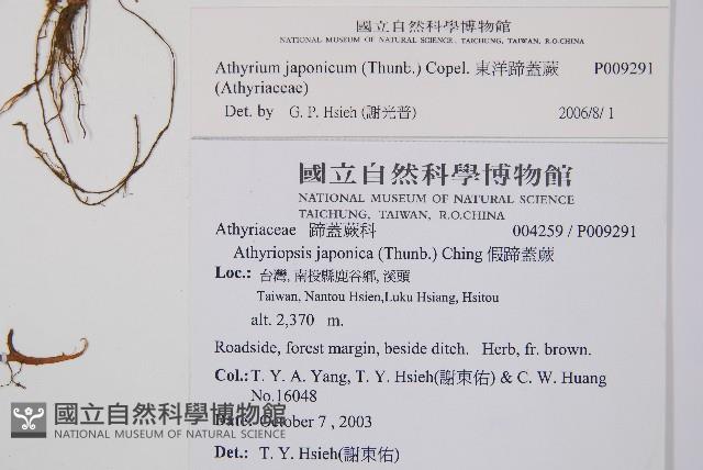 東洋蹄蓋蕨藏品圖，第2張