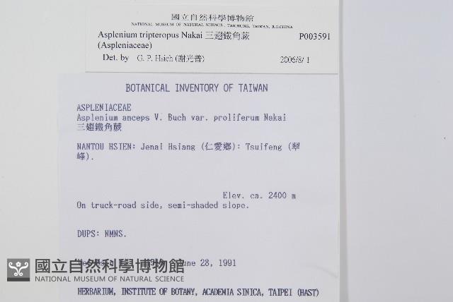 鐵角蕨藏品圖，第2張