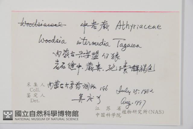 中岩蕨藏品圖，第2張