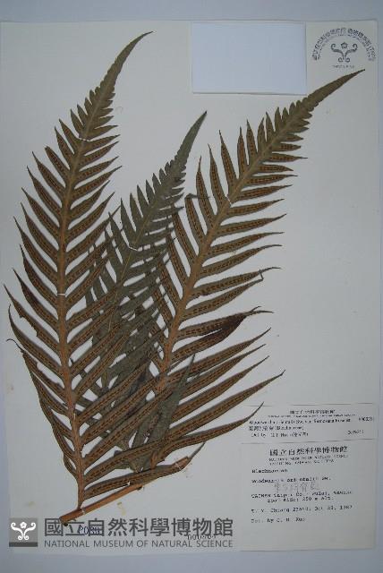 臺灣狗脊蕨藏品圖，第1張