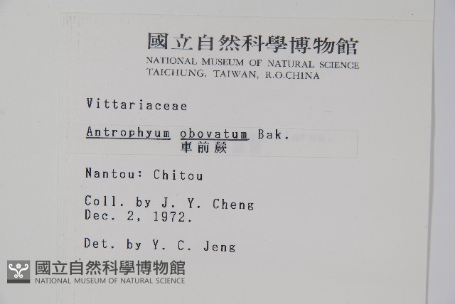 車前蕨藏品圖，第2張