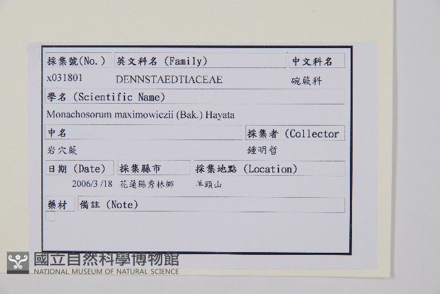 岩穴蕨藏品圖，第2張