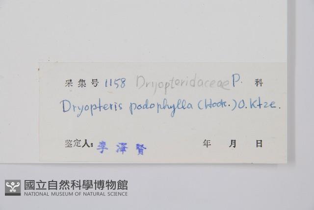 柄葉鱗毛蕨藏品圖，第2張