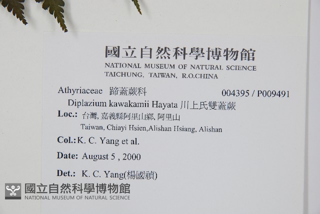 川上氏雙蓋蕨藏品圖，第2張