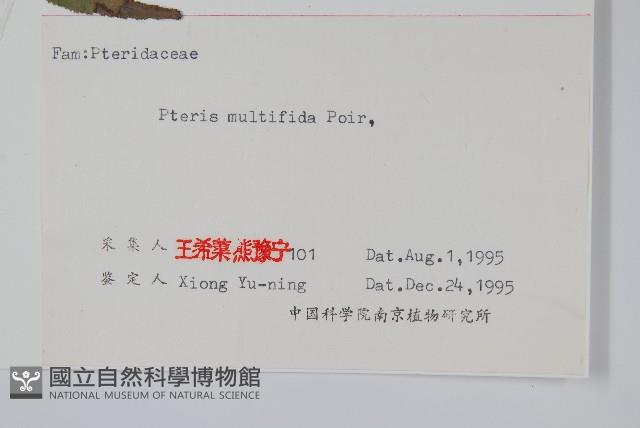 鳳尾蕨藏品圖，第2張