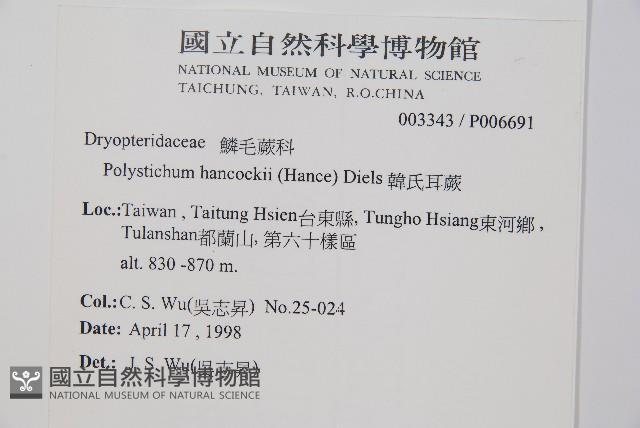 韓氏耳蕨藏品圖，第2張