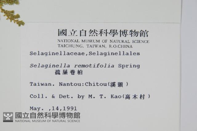 Krauss spikemoss Collection Image, Figure 2, Total 2 Figures