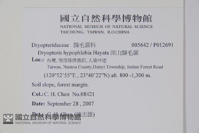 南海鱗毛蕨藏品圖，第2張