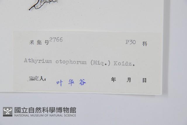 倉田氏蹄蓋蕨藏品圖，第2張