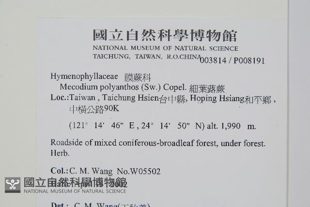 細葉蕗蕨藏品圖，第2張