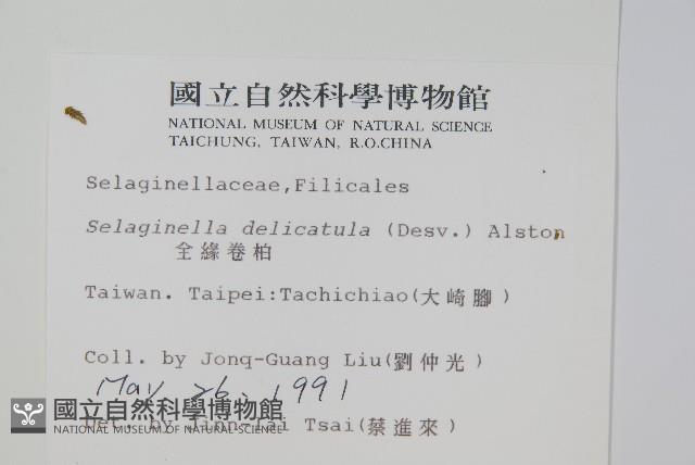 全緣卷柏藏品圖，第2張