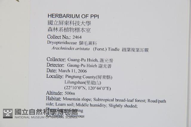 細葉複葉耳蕨藏品圖，第2張