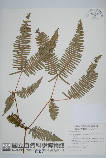 芒萁藏品圖，第1張