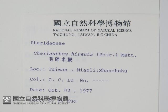 毛碎米蕨藏品圖，第2張