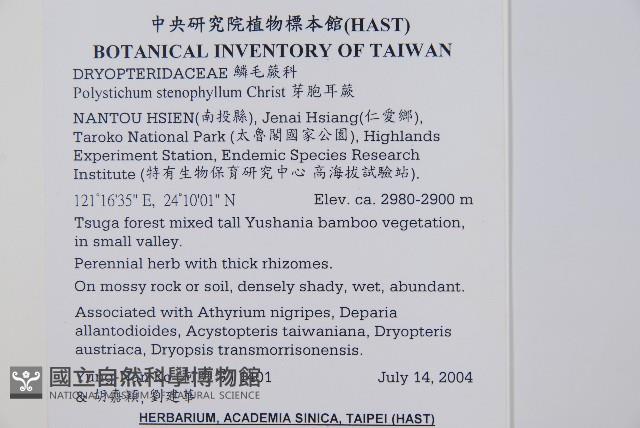 芽胞耳蕨、芽孢耳蕨藏品圖，第2張