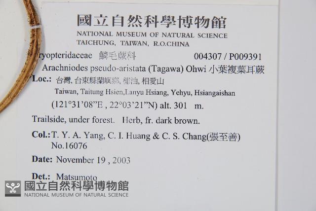 小葉複葉耳蕨藏品圖，第2張