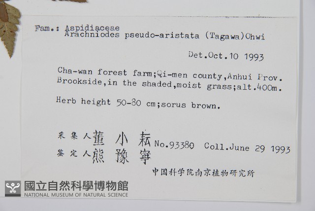 小葉複葉耳蕨藏品圖，第2張