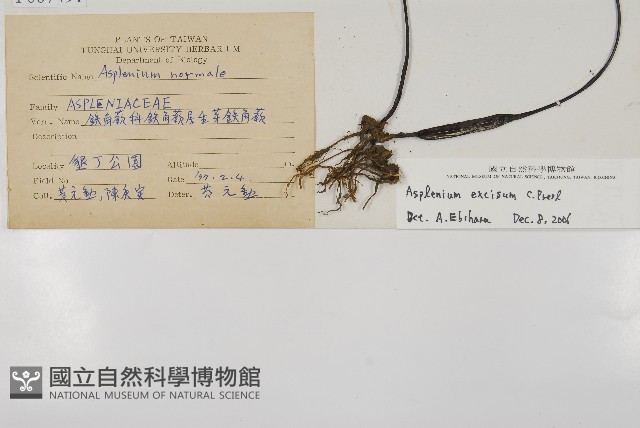 剪葉鐵角蕨藏品圖，第2張