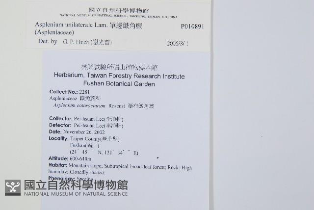 單邊鐵角蕨藏品圖，第2張