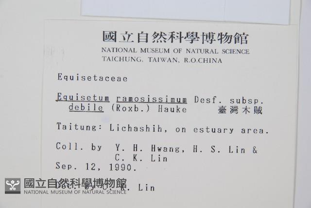 臺灣木賊藏品圖，第2張