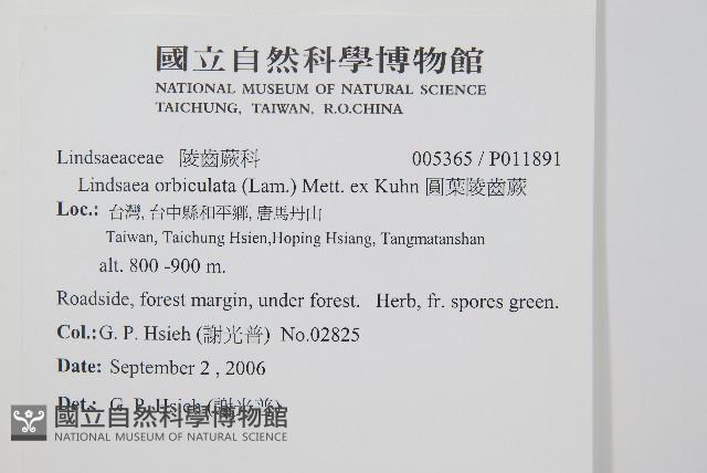 圓葉陵齒蕨藏品圖，第2張