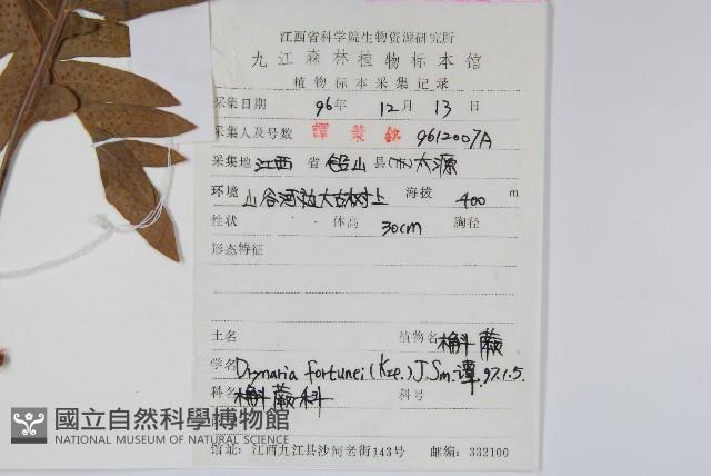 槲蕨藏品圖，第2張