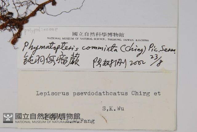 鈍羽假瘤蕨藏品圖，第2張