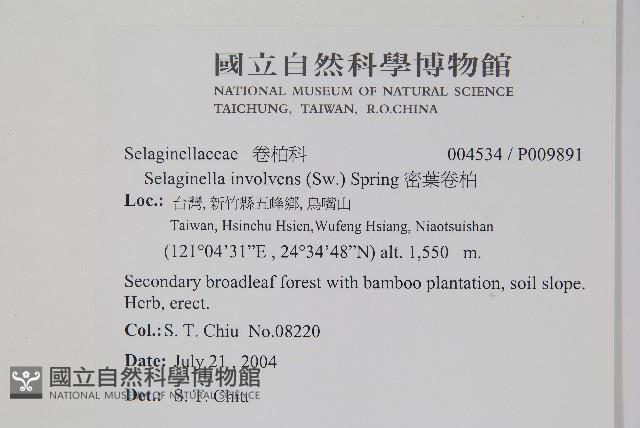 密葉卷柏藏品圖，第2張