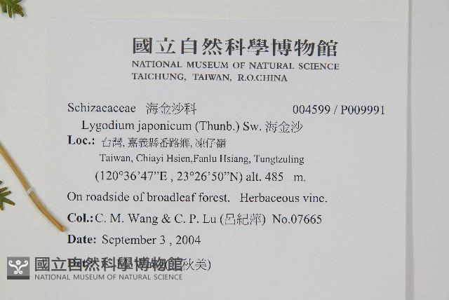 海金沙藏品圖，第2張