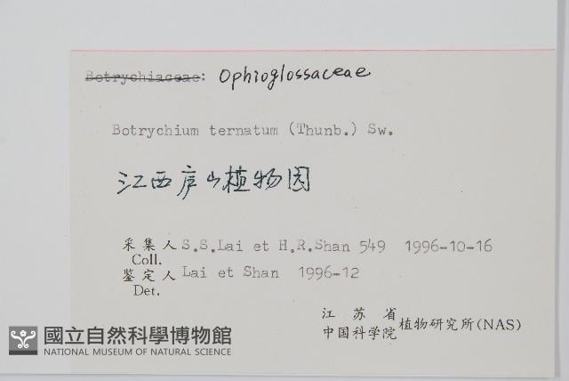 大陰地蕨、大羽陰地蕨藏品圖，第2張