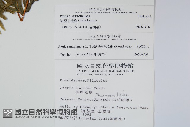 疏羽半邊旗藏品圖，第2張