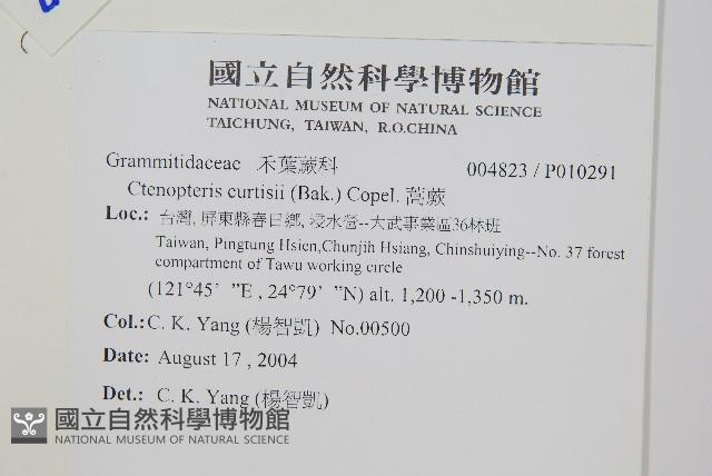 蒿蕨藏品圖，第2張