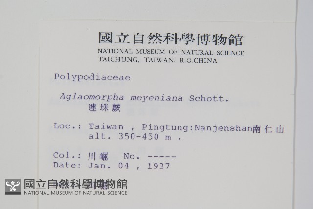 連珠蕨藏品圖，第2張