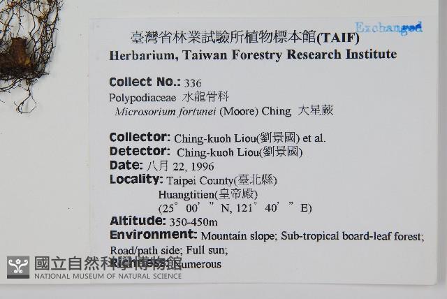 大星蕨藏品圖，第2張