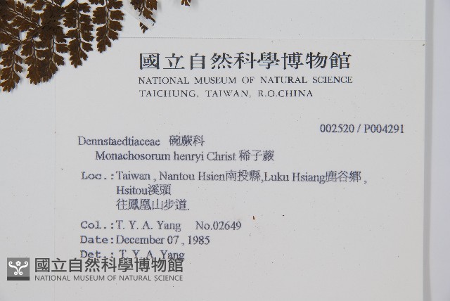 稀子蕨藏品圖，第2張