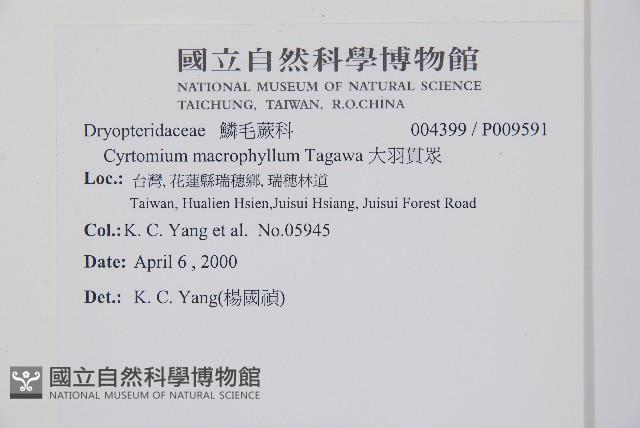 大葉貫眾蕨藏品圖，第2張