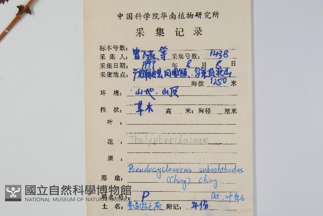 普通假毛蕨藏品圖，第2張