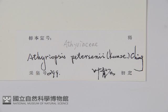 毛軸假蹄蓋蕨藏品圖，第5張