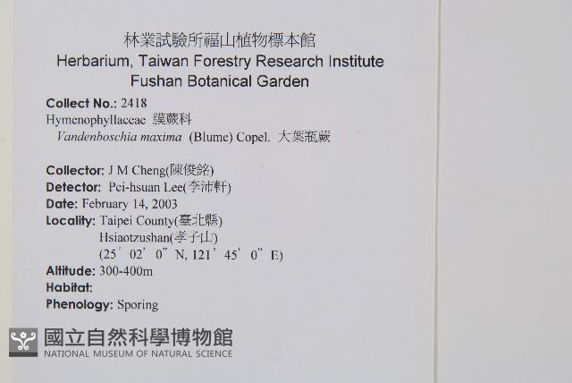 大葉瓶蕨藏品圖，第2張