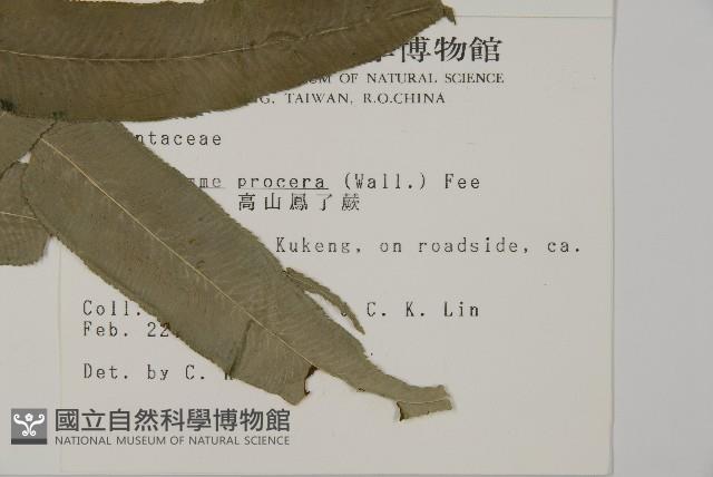 華鳳丫蕨藏品圖，第2張