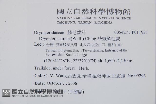 桫欏鱗毛蕨藏品圖，第2張