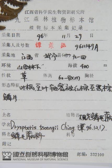 觀光鱗毛蕨藏品圖，第2張