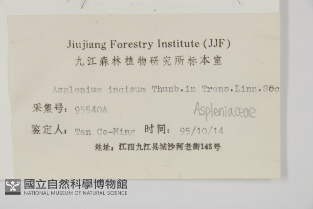 縮羽鐵角蕨藏品圖，第2張