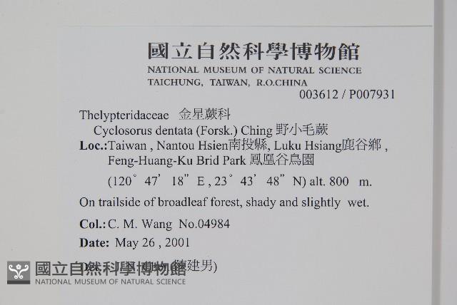 野小毛蕨藏品圖，第2張