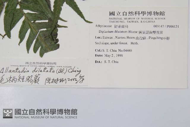 毛柄短腸蕨藏品圖，第2張