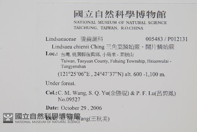 闊片鱗始蕨、錢氏鱗始蕨藏品圖，第2張