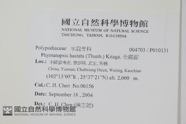 金雞腳藏品圖，第2張